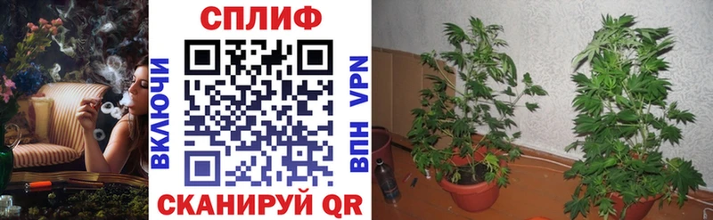 Конопля конопля Мыски